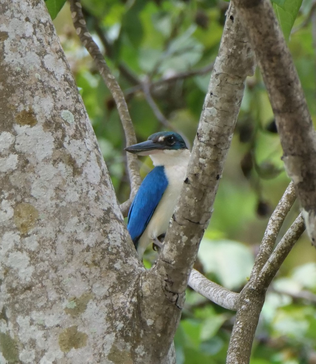 Collared Kingfisher - ML636457367