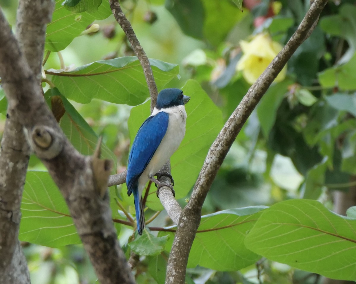 Collared Kingfisher - ML636457368