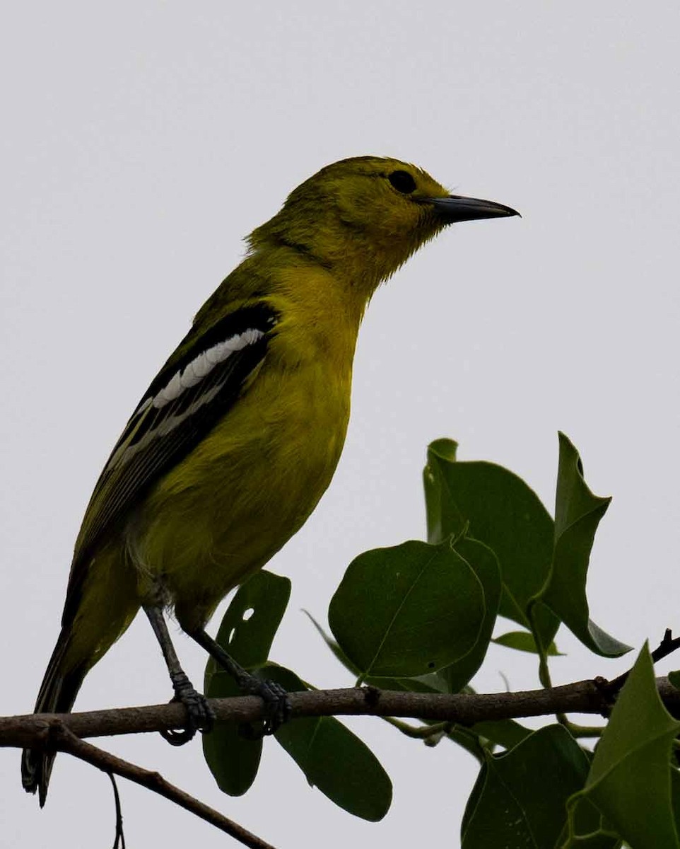Common Iora - ML636457418