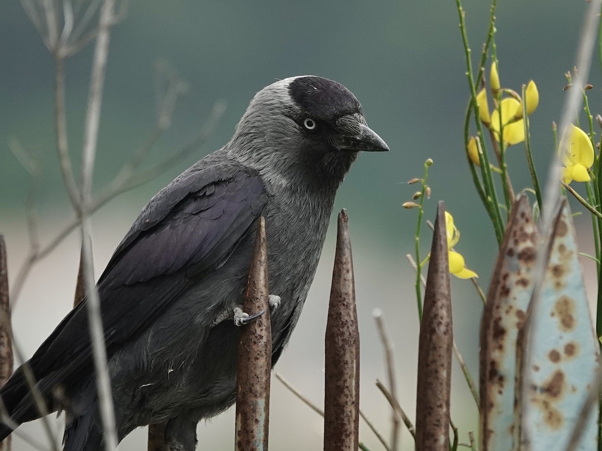 Eurasian Jackdaw - ML636457444