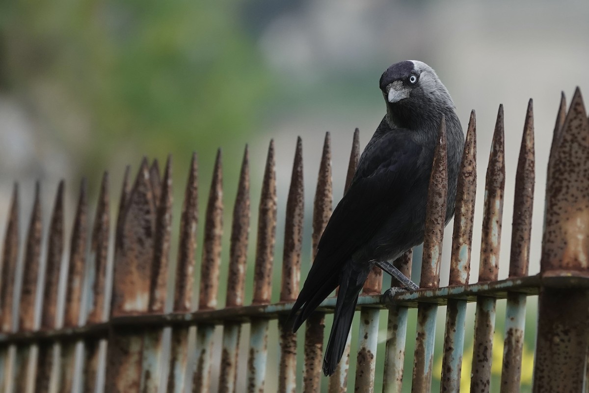 Eurasian Jackdaw - ML636457445
