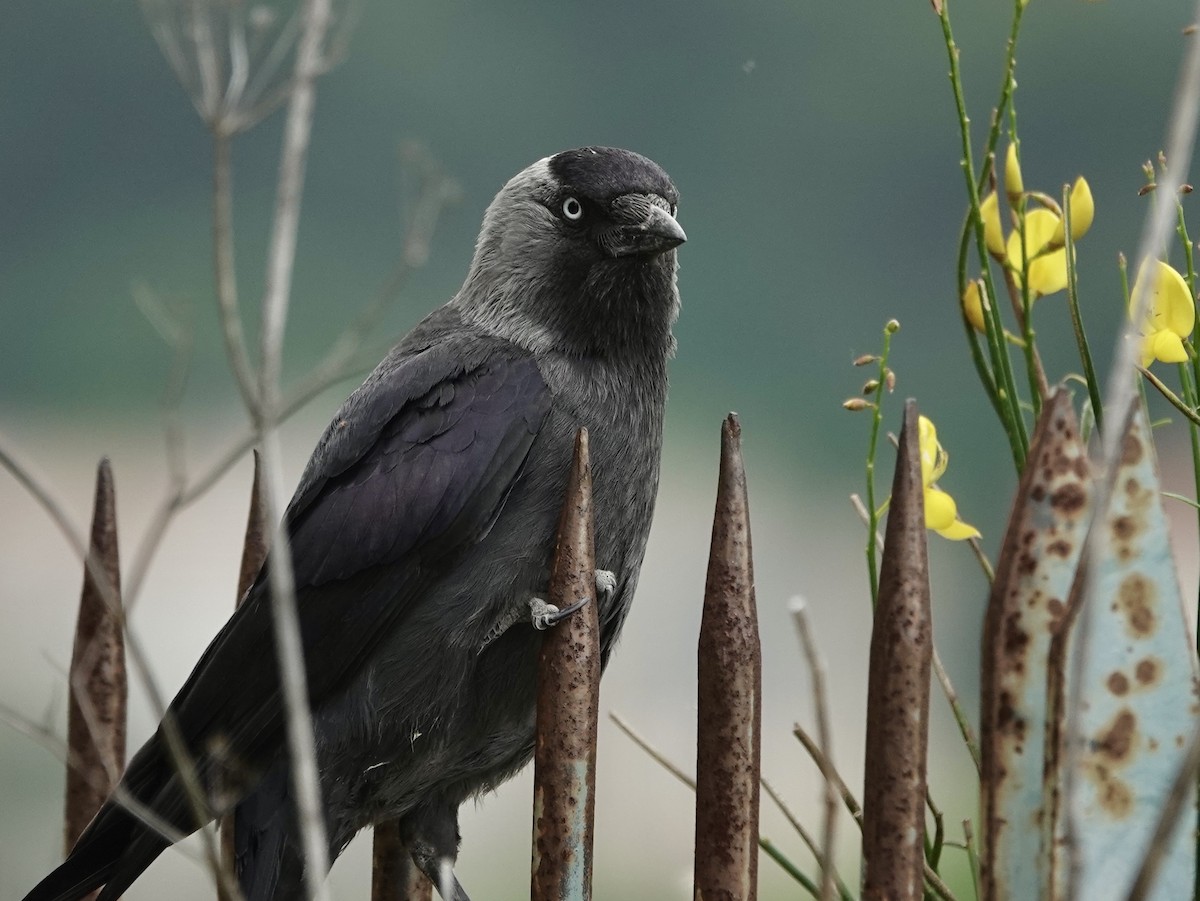 Eurasian Jackdaw - ML636457446