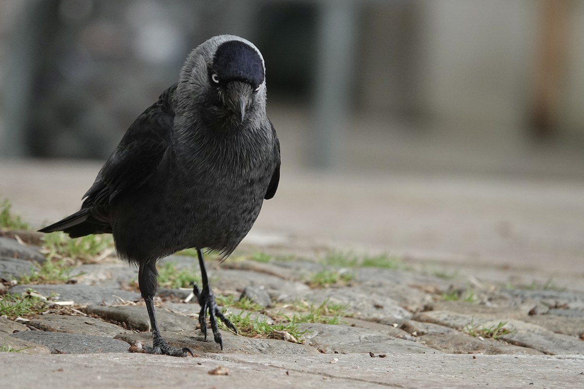 Eurasian Jackdaw - ML636457447
