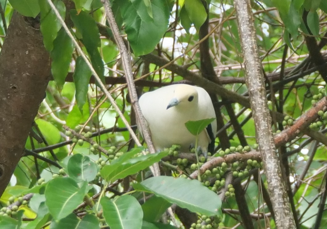 Pied Imperial-Pigeon - ML636457458