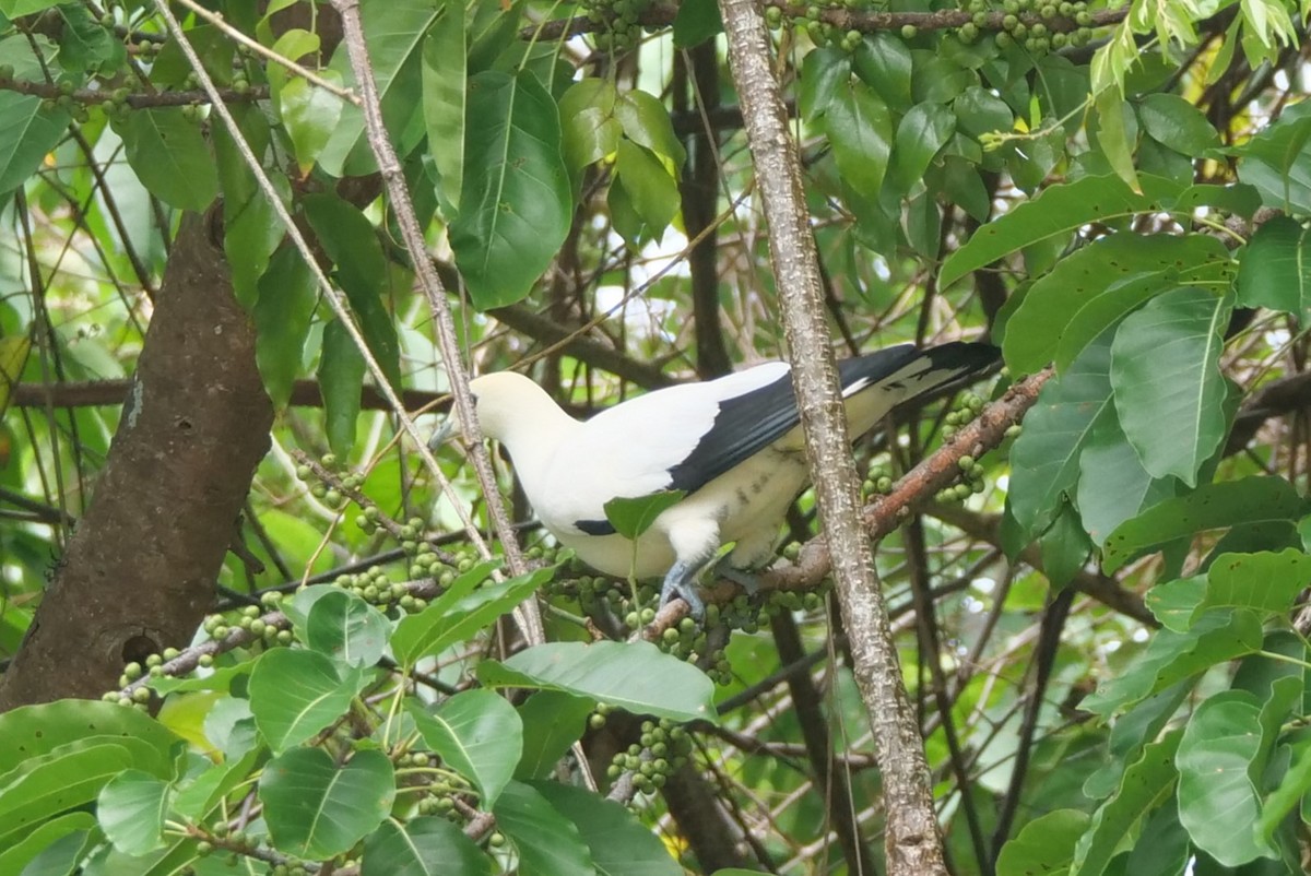 Pied Imperial-Pigeon - ML636457459