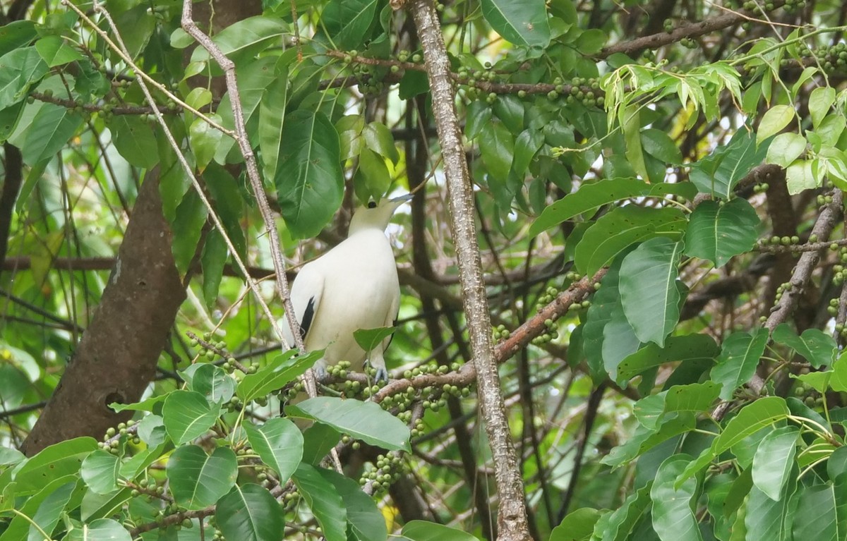 Pied Imperial-Pigeon - ML636457460