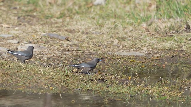 ウスズミモリツバメ - ML636457470