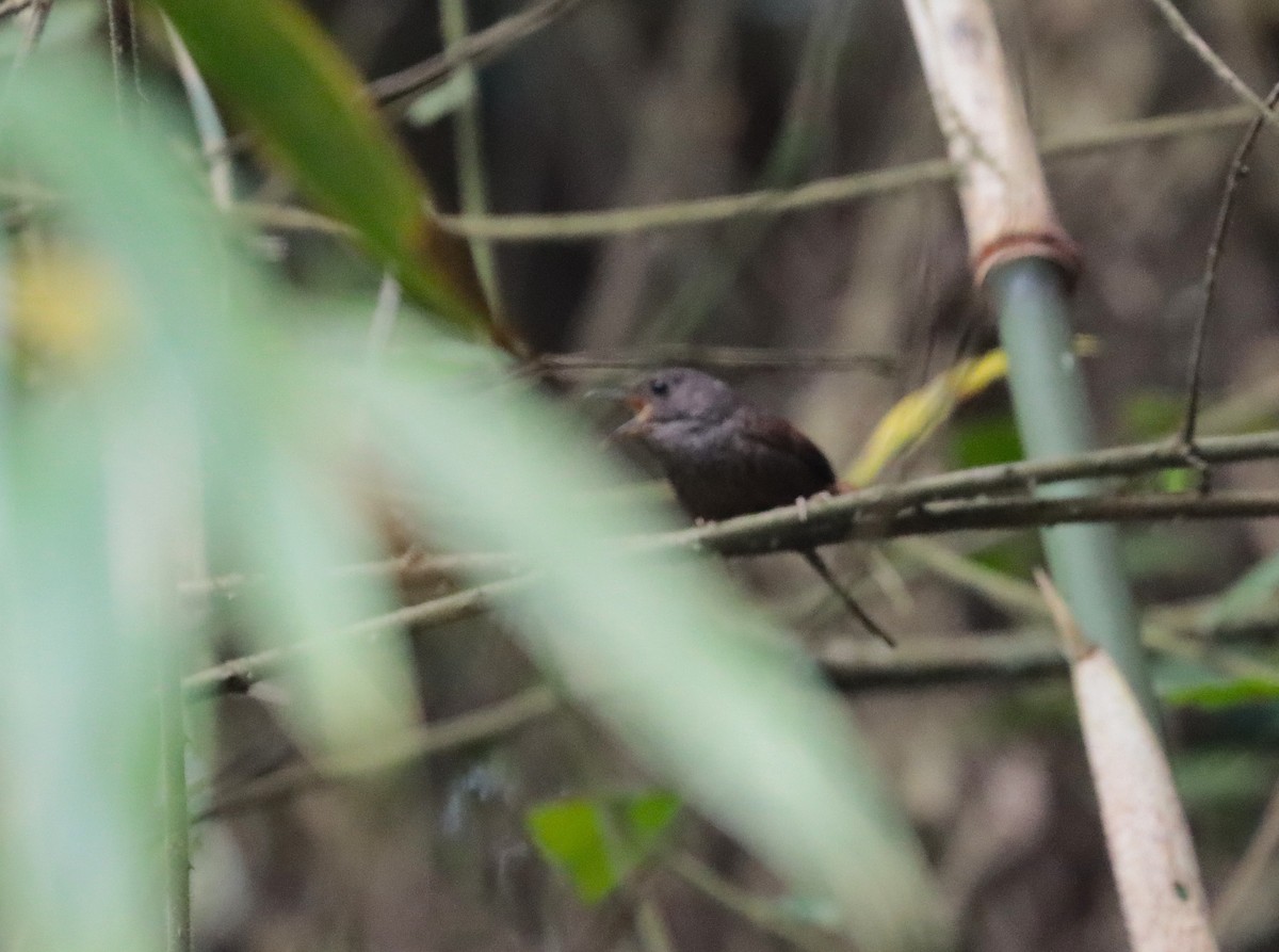 Spotted Elachura - ML636457486