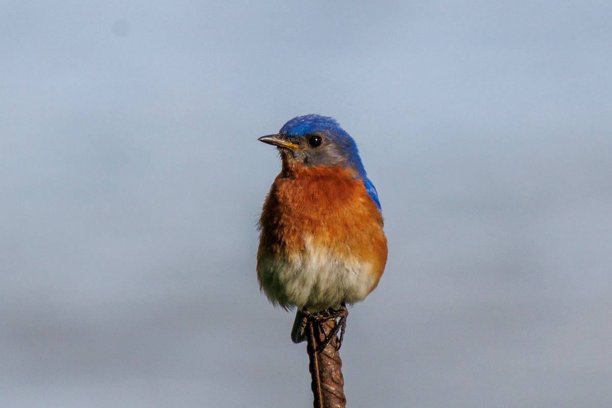 Eastern Bluebird - ML636457506