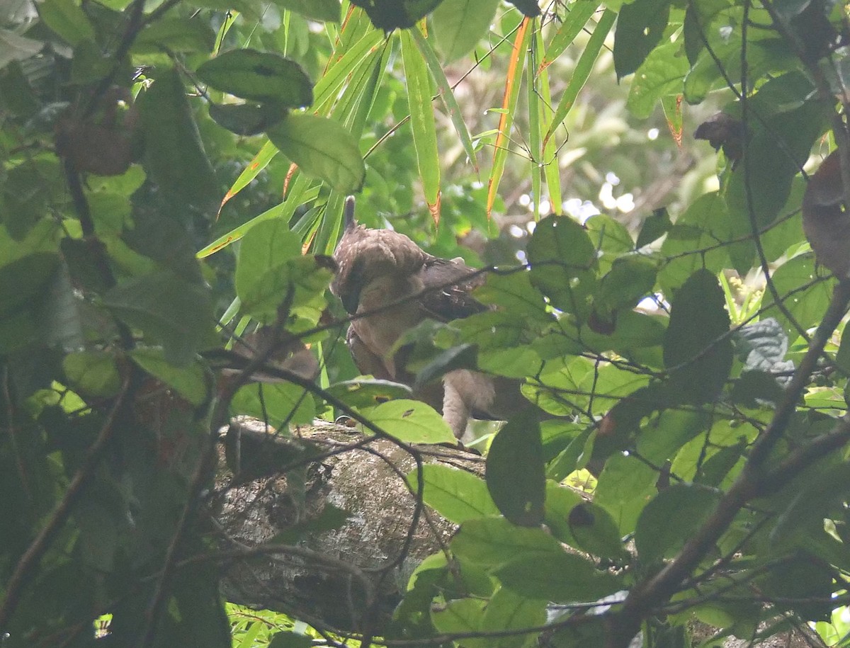 Crested Goshawk - ML636457533