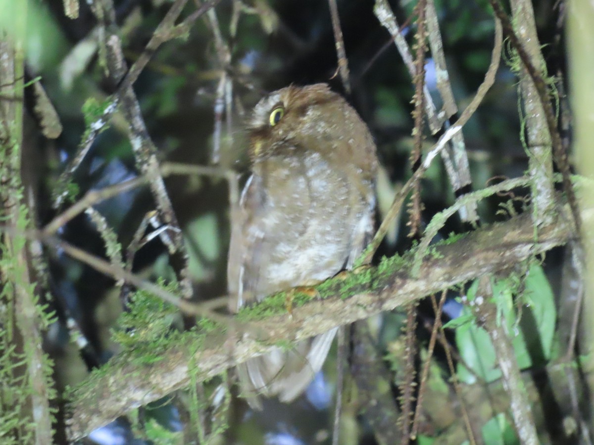 Flores Scops-Owl - ML636457587