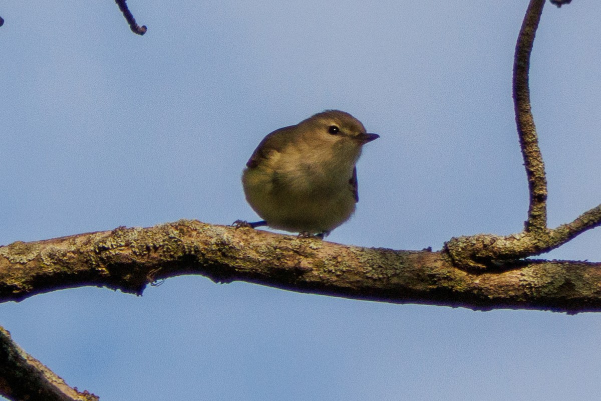 Warbling Vireo - ML636457592
