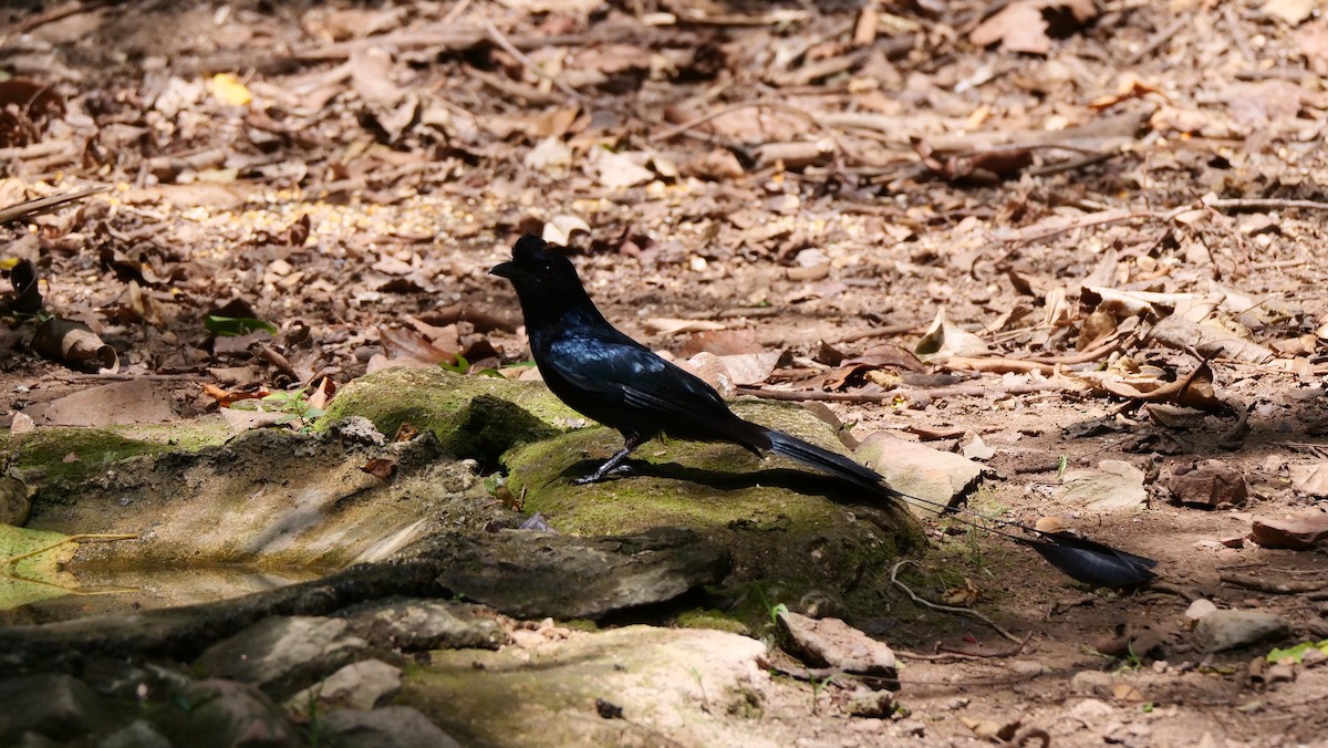 Greater Racket-tailed Drongo - ML636457601