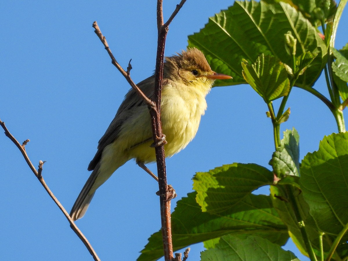 Melodious Warbler - ML636457606