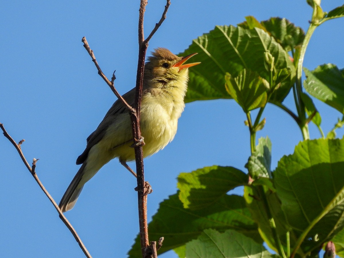 Melodious Warbler - ML636457607