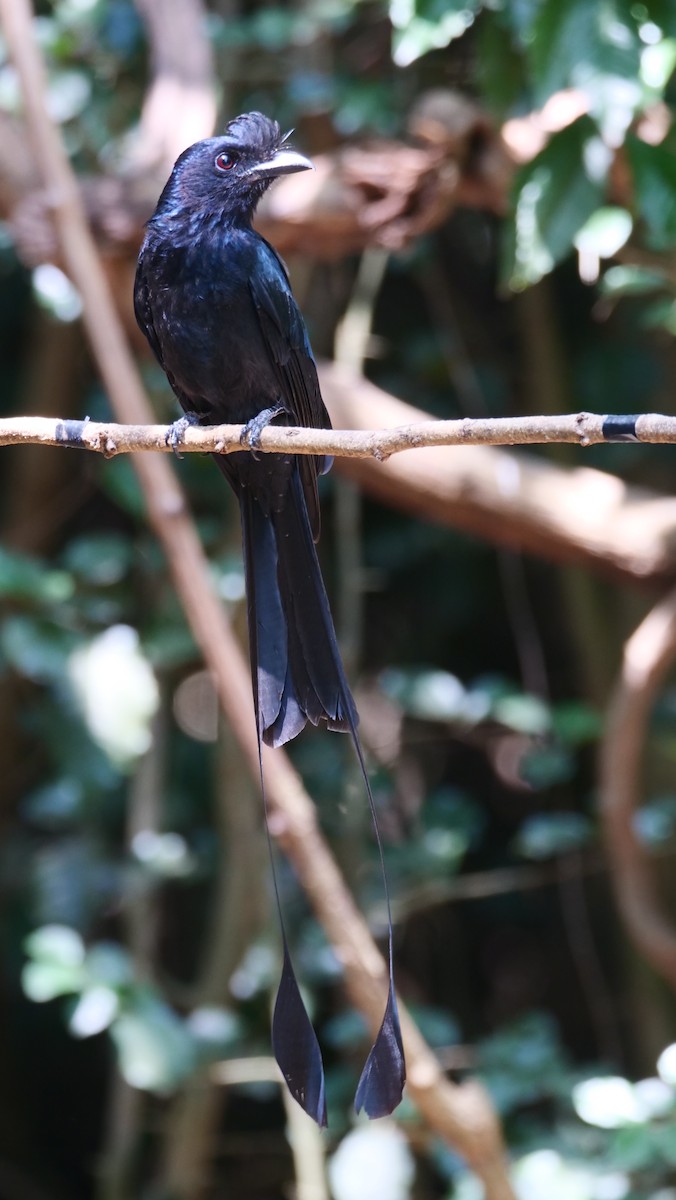 Greater Racket-tailed Drongo - ML636457663