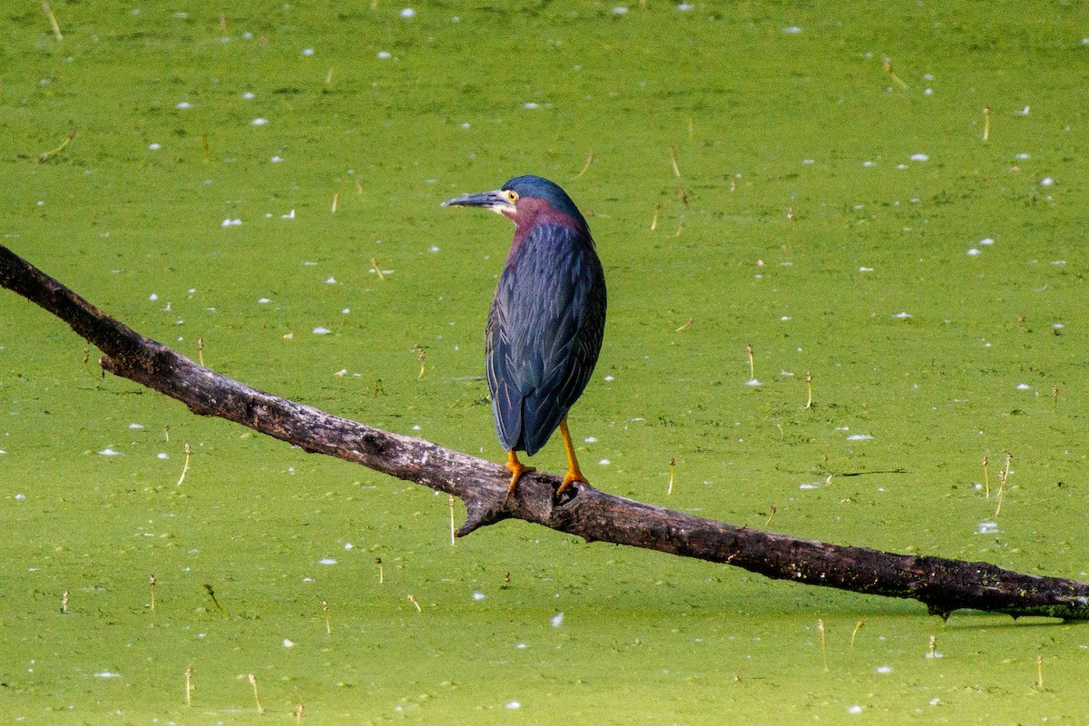 Green Heron - ML636457761