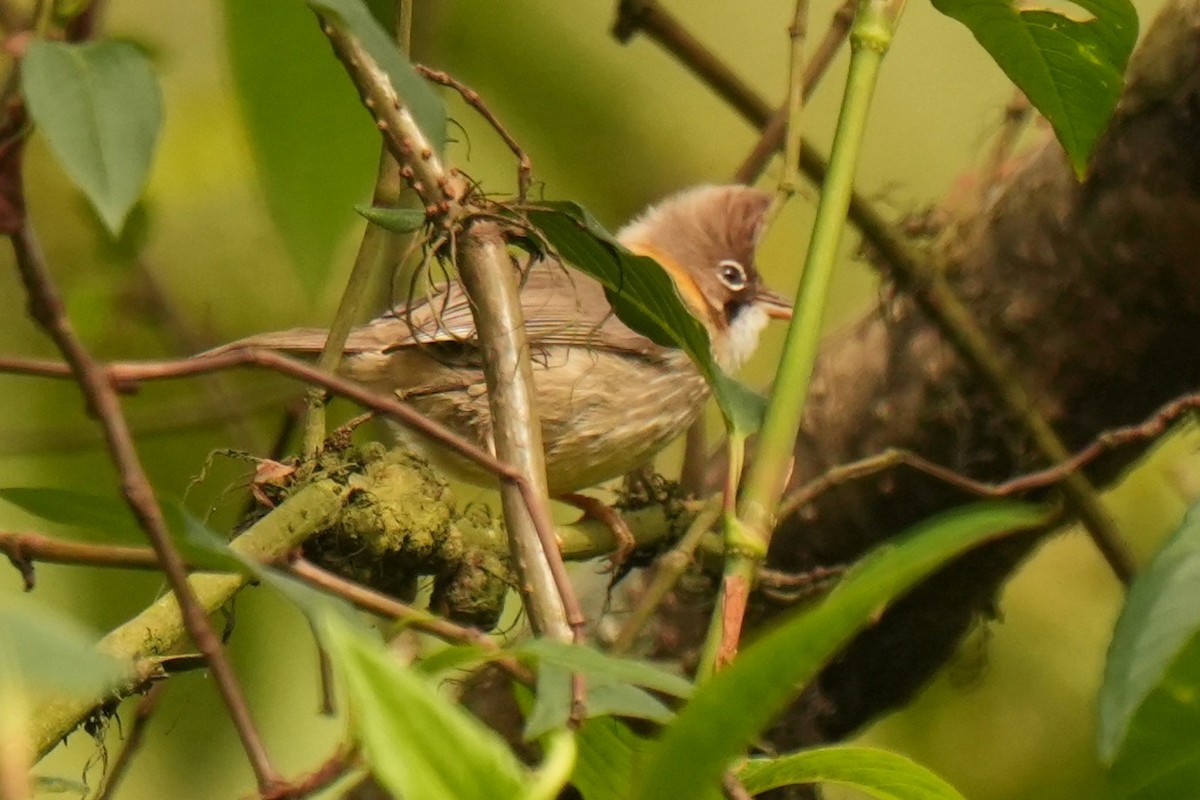 Bıyıklı Yuhina - ML636457763
