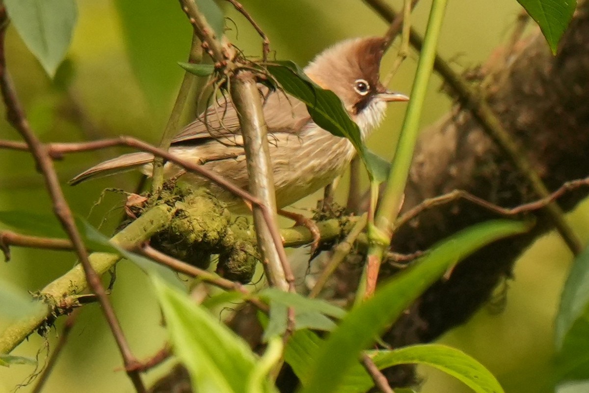 Bıyıklı Yuhina - ML636457764