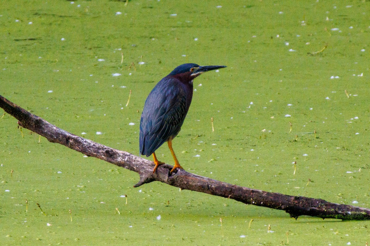 Green Heron - ML636457765