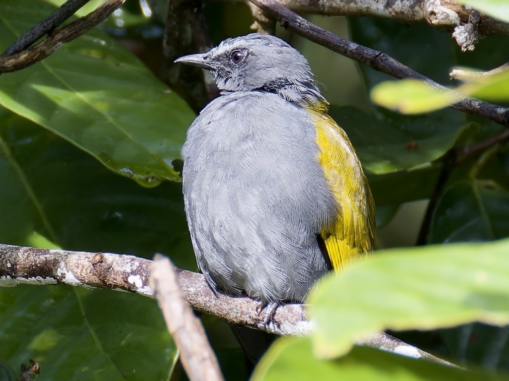 Gray-bellied Bulbul - ML636457862