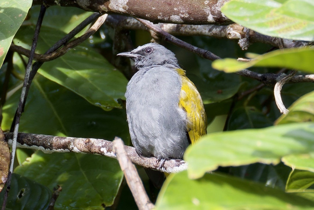 Gray-bellied Bulbul - ML636457863