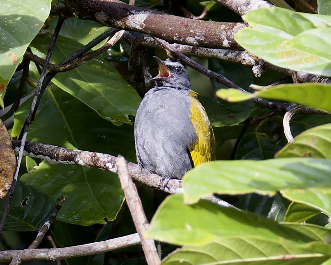 Gray-bellied Bulbul - ML636457865