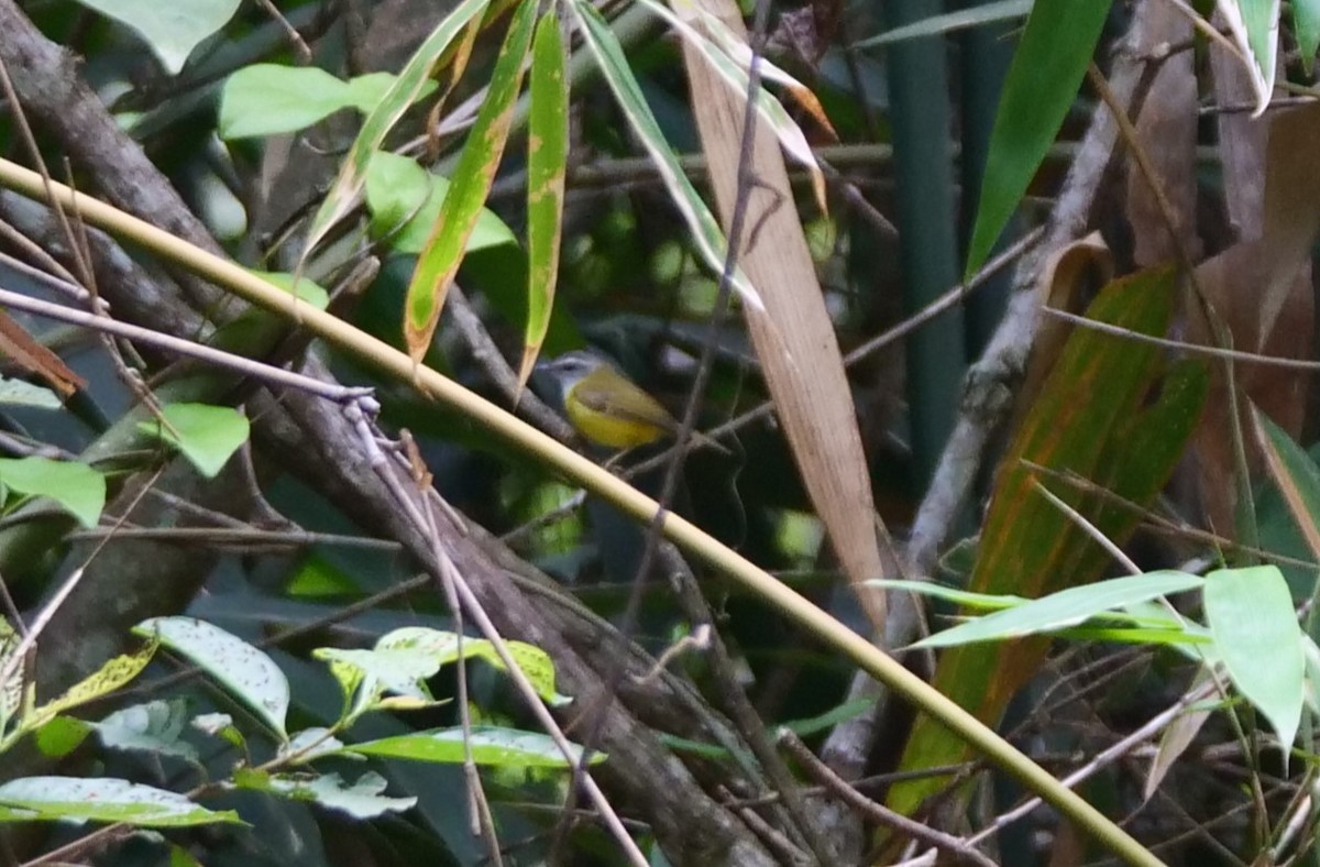 Yellow-bellied Warbler - ML636457879