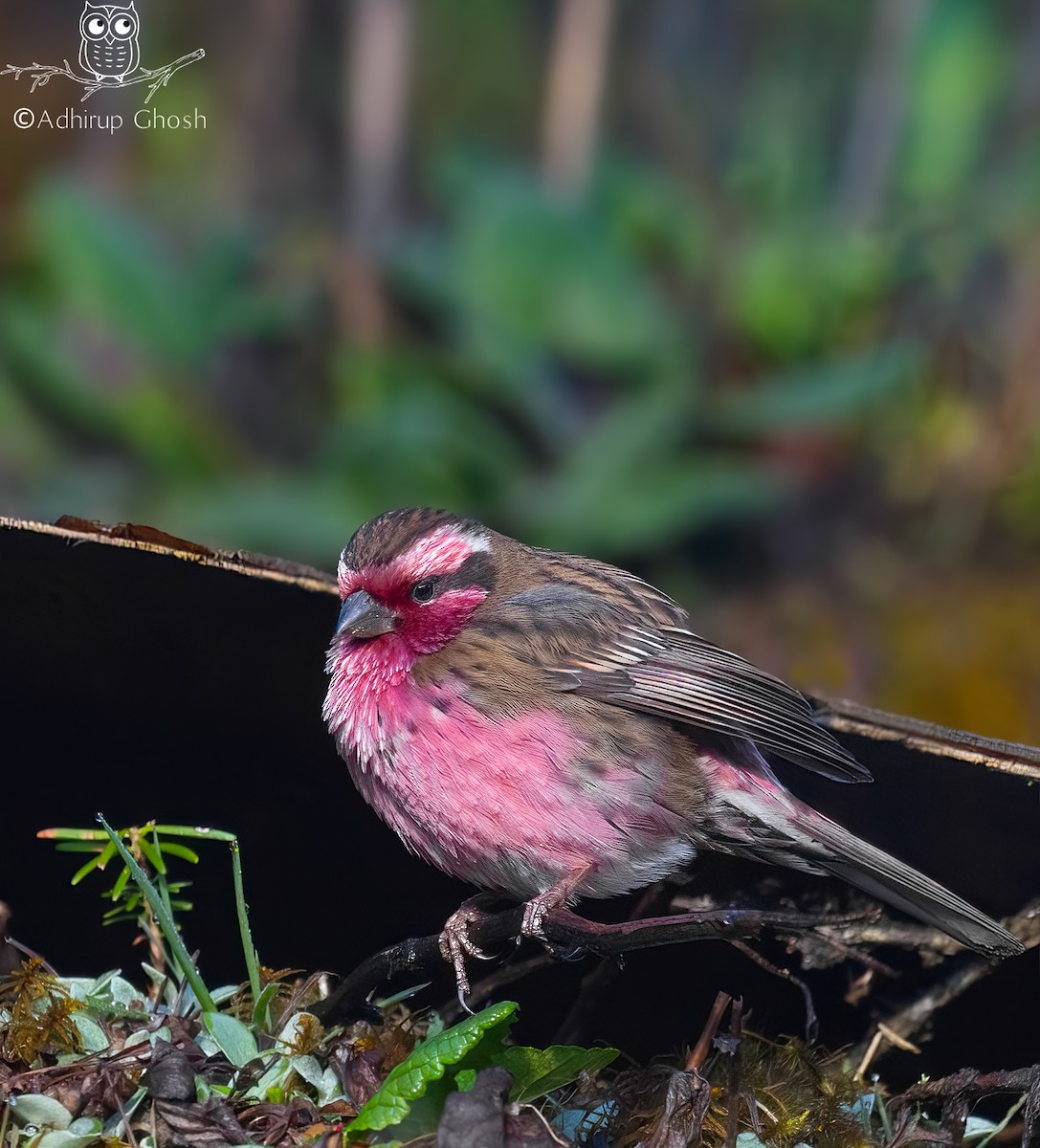 Himalayan White-browed Rosefinch - ML636457895