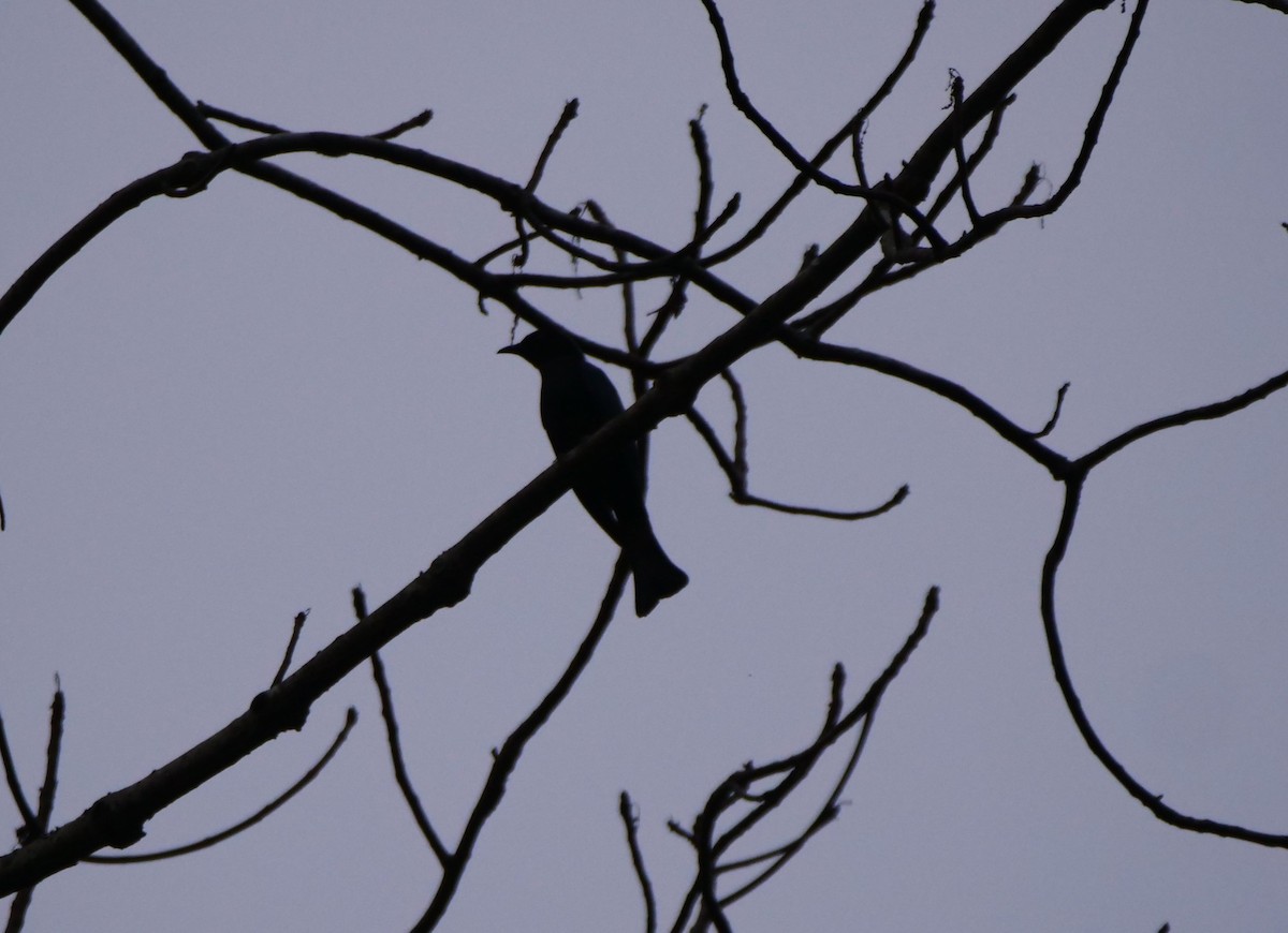Square-tailed Drongo-Cuckoo - ML636457961