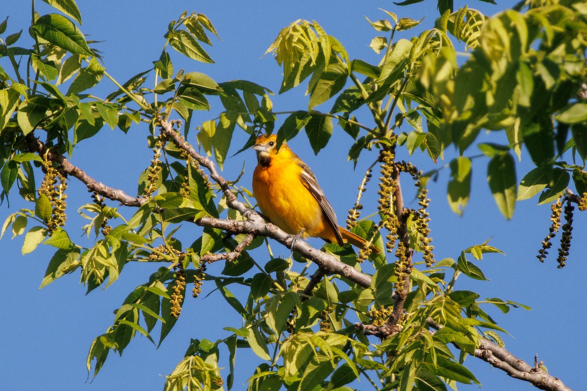 Baltimore Oriole - ML636458033