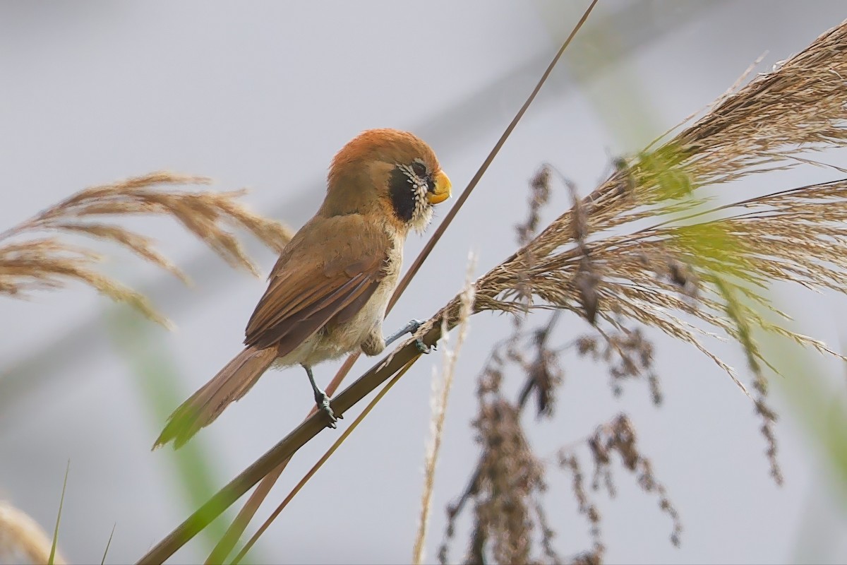 Spot-breasted Parrotbill - ML636458060
