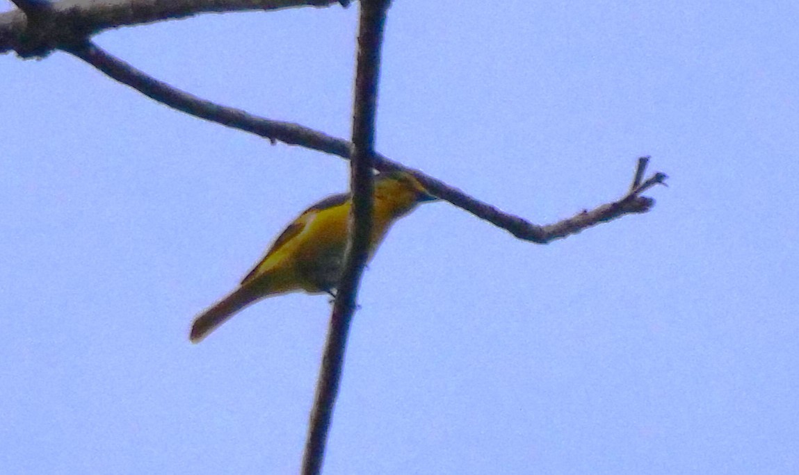 Scarlet Minivet - ML636458206