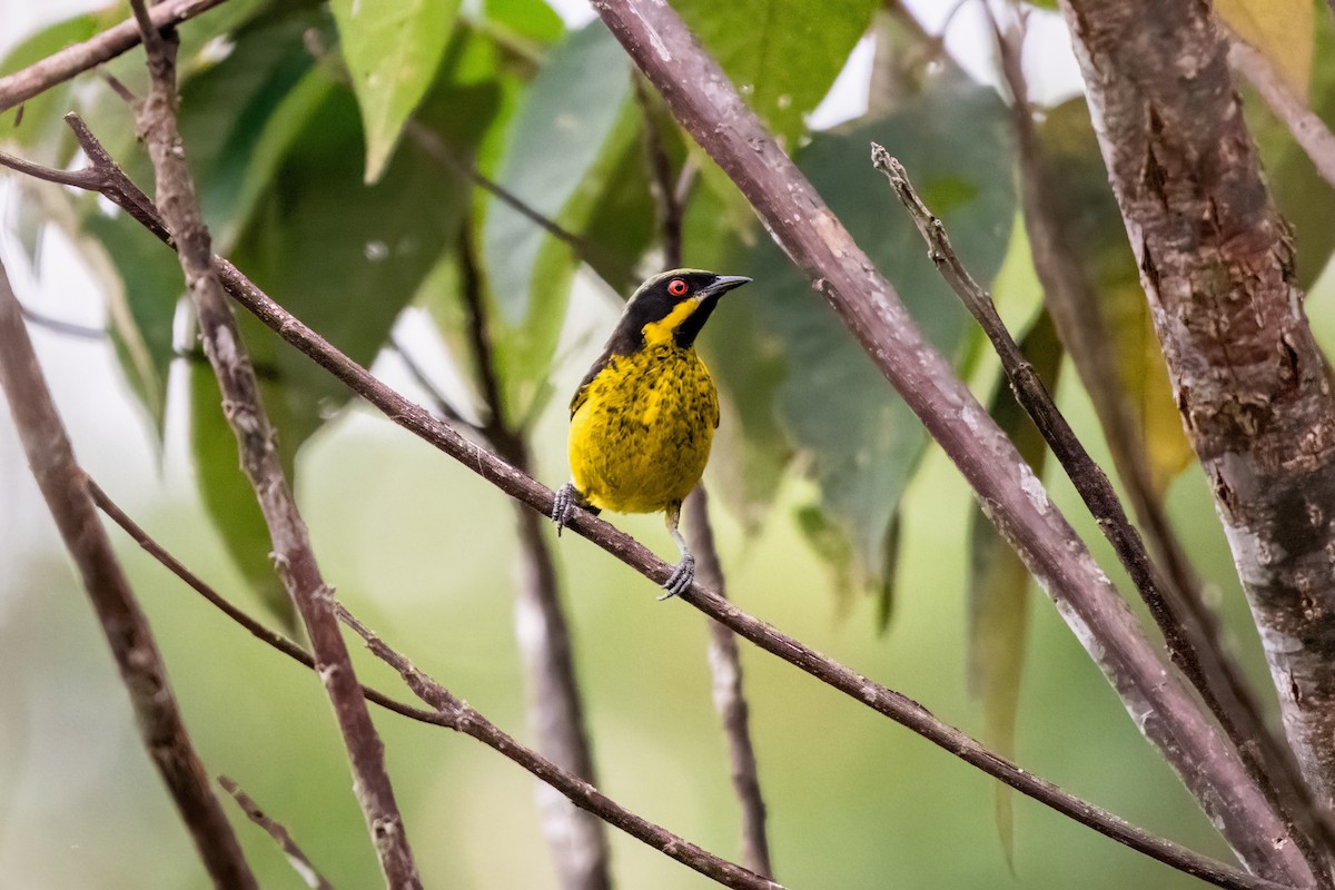 Yellow-bellied Dacnis - ML636458208