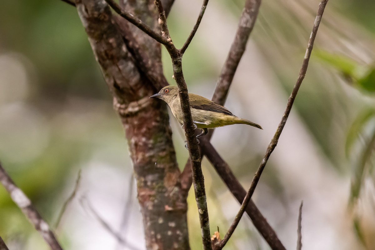 Yellow-bellied Dacnis - ML636458209