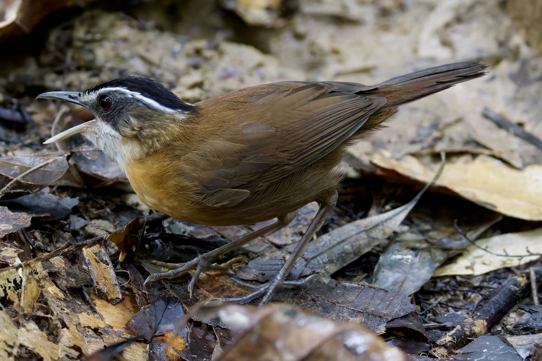 Bornean Black-capped Babbler - ML636458506
