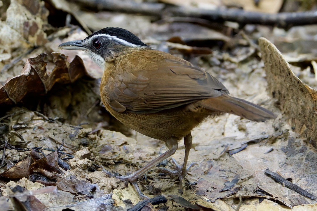 Bornean Black-capped Babbler - ML636458508