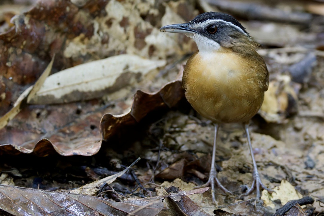 Bornean Black-capped Babbler - ML636458509