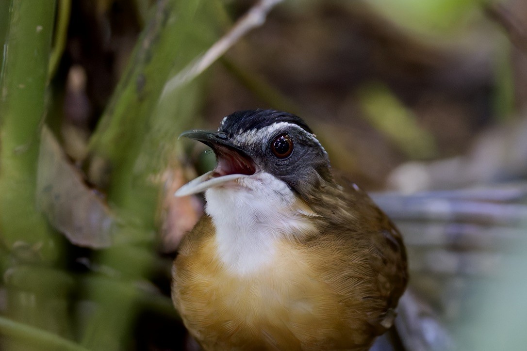 Bornean Black-capped Babbler - ML636458510