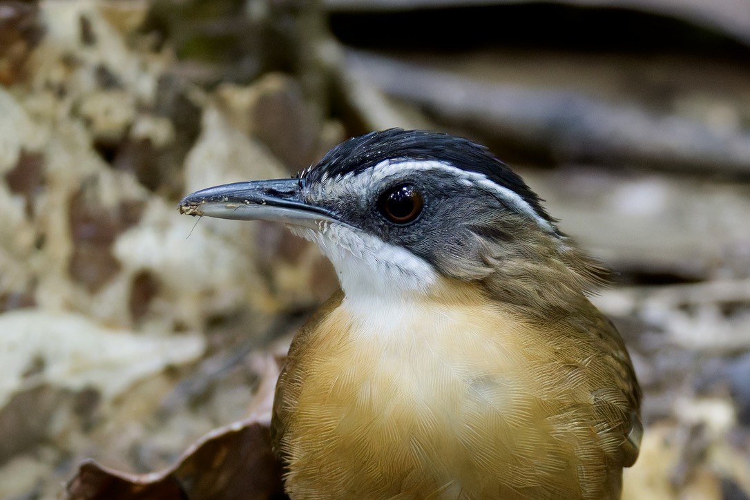 Bornean Black-capped Babbler - ML636458511