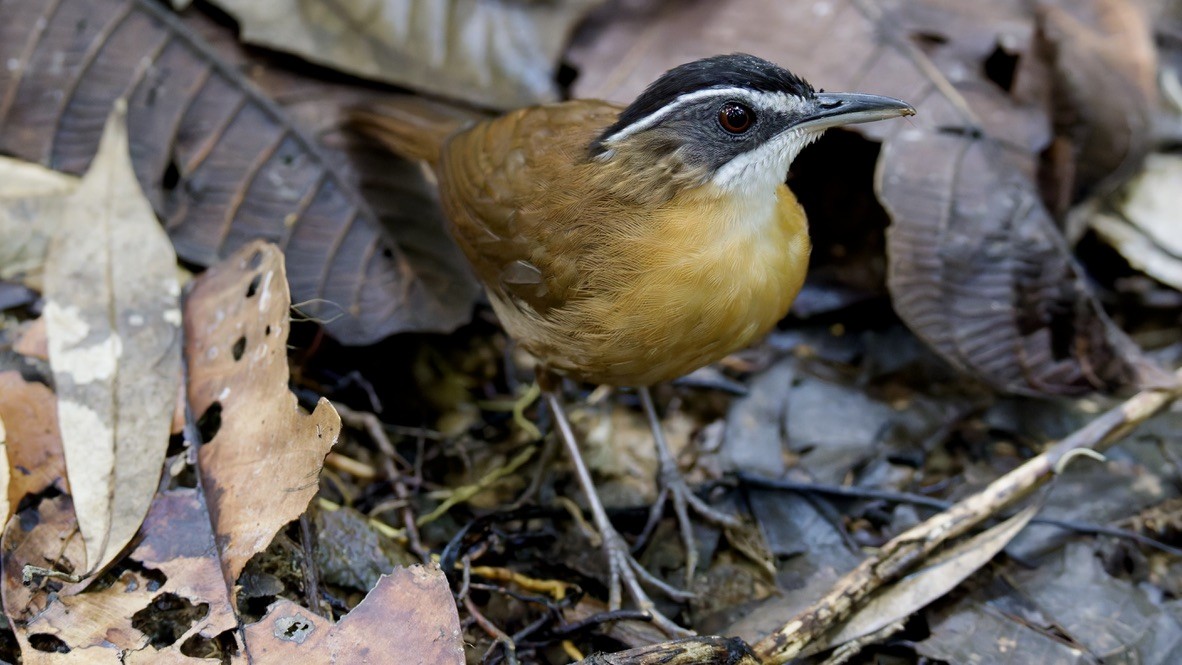 Bornean Black-capped Babbler - ML636458512