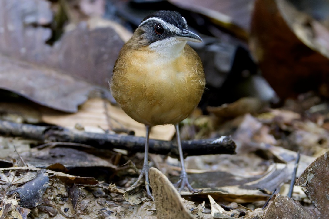 Bornean Black-capped Babbler - ML636458513