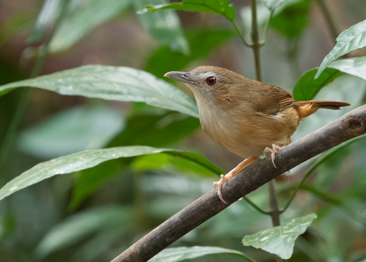 Abbott's Babbler - ML636458632