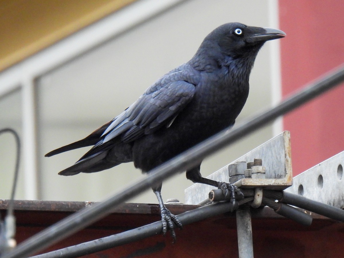 Little Raven - ML636458748