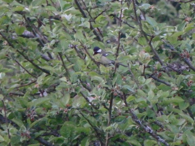 Great Tit - ML636458767