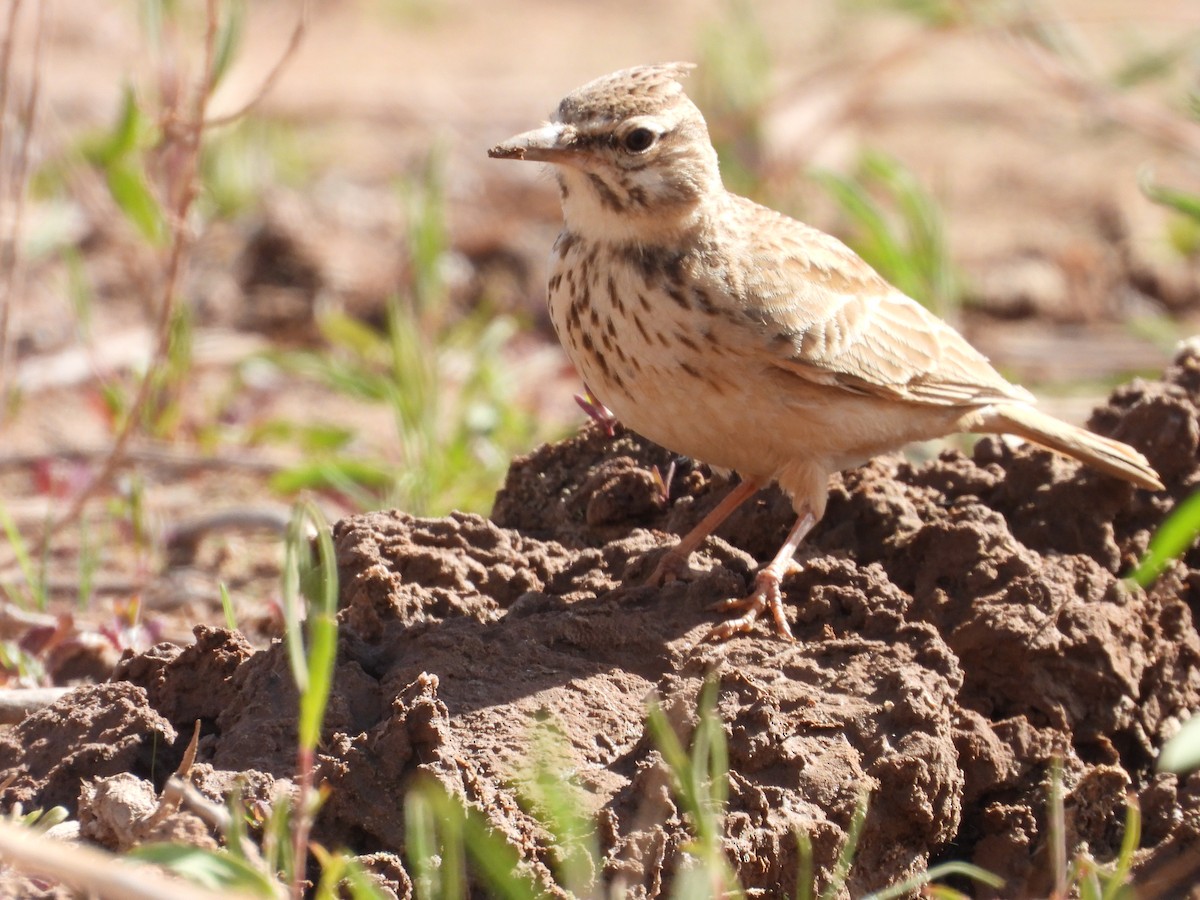 Crested Lark (Maghreb) - ML636458772