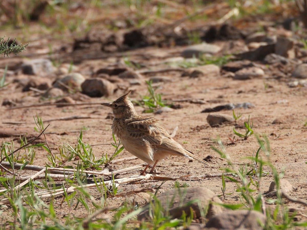 Crested Lark (Maghreb) - ML636458773