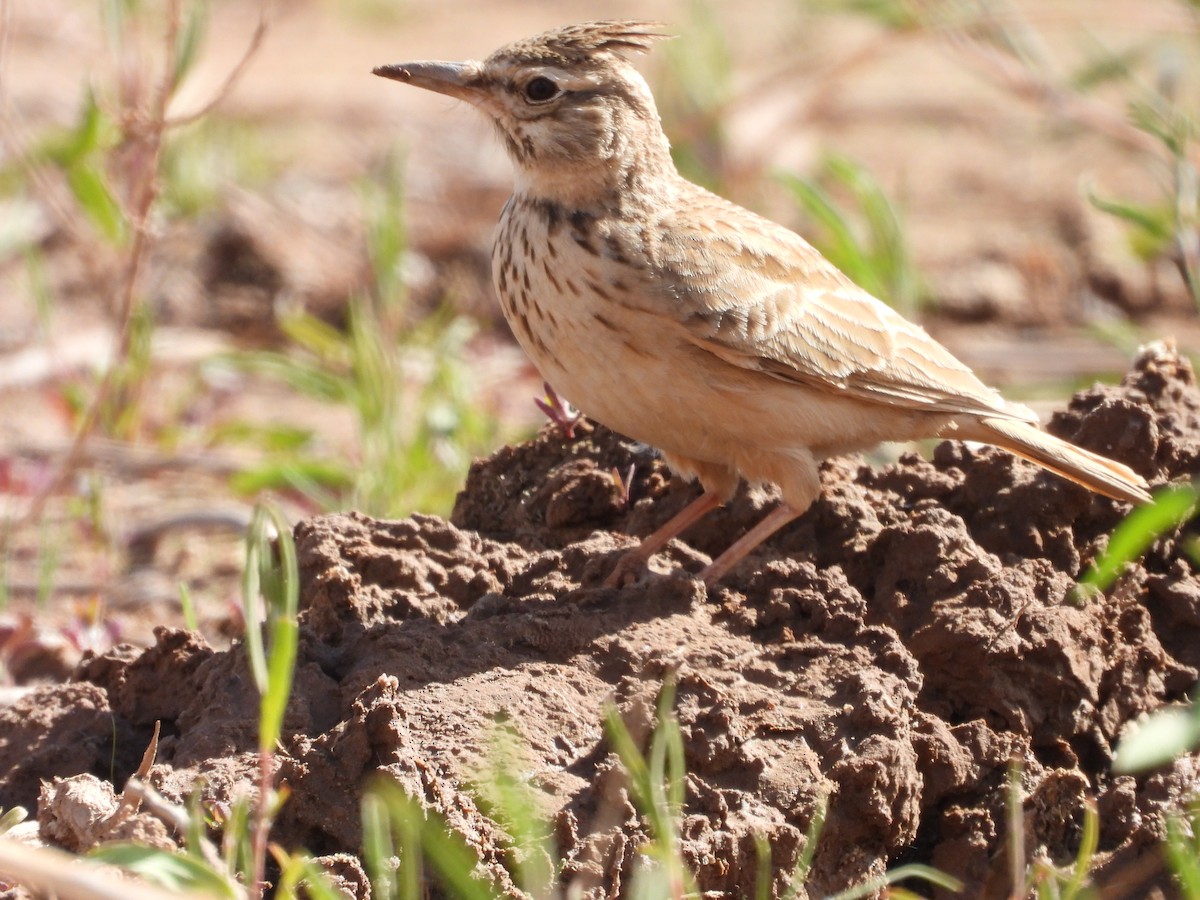Crested Lark (Maghreb) - ML636458774