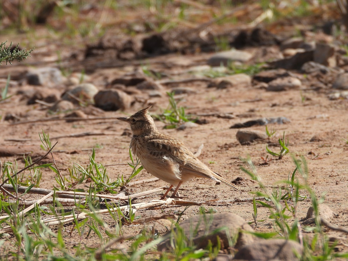Crested Lark (Maghreb) - ML636458775