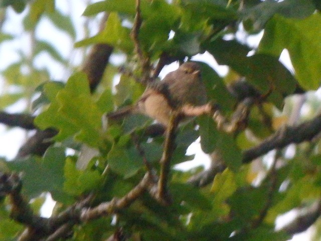 Common Chiffchaff - ML636458782